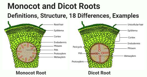 Monocot Vs Dicot, Root Diagram, Microbiology Notes, Lab Decorations, Science Lab Decorations, Learn Biology, Nitrogen Fixation, Nitrogen Cycle, Orchid Roots