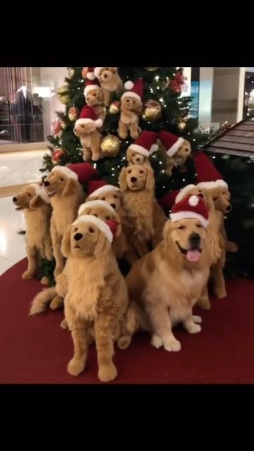 Christmas Golden Retriever, Golden Retriever Christmas, Dog Embroidery Designs, Golden Retriever Funny, Dogs Christmas, Dog Embroidery, Golden Puppy, Embroidery Christmas, Christmas Sweets