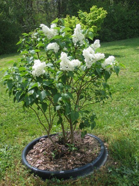 My white lilac bush Full Sun Container Plants, White Lilacs, Small Back Gardens, Full Sun Flowers, Hydrangea Tree, Lilac Bush, Lilac Bushes, Lilac Tree, Full Sun Perennials