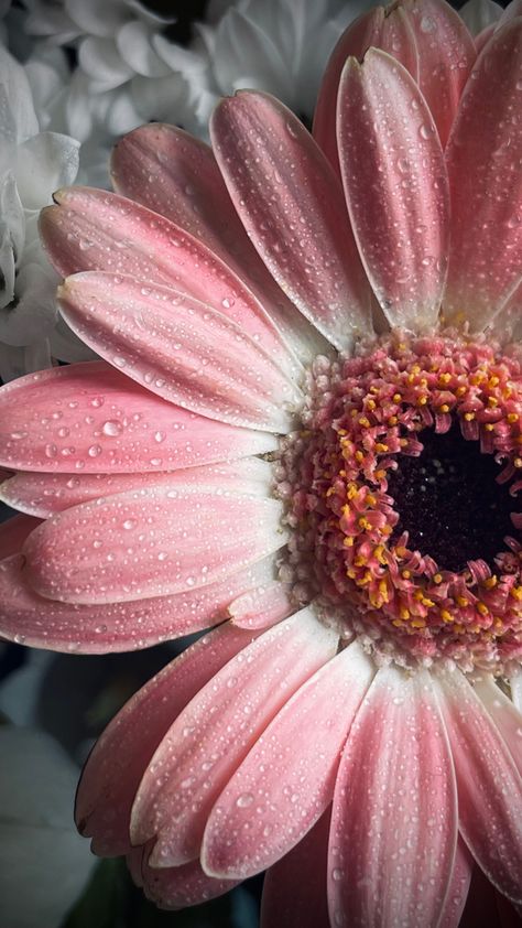 Pink flower with dew drops on the petals Flowers Wallpapers, Flower Nature, Dew Drops, Beautiful Flowers Wallpapers, Higher Design, Photography Portfolio, Flower Wallpaper, Pink Flower, Pink Flowers