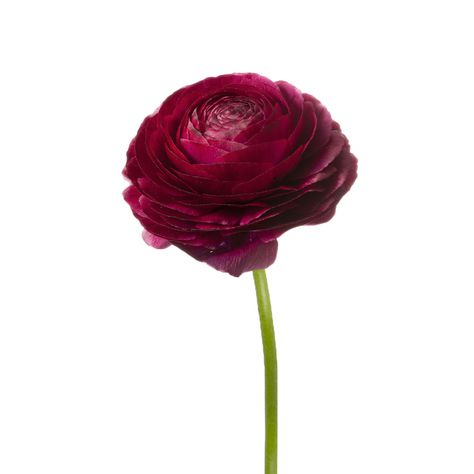 Burgundy Ranunculus, Ranunculus Flower, Ranunculus, Google Search, Purple, Plants, Flowers