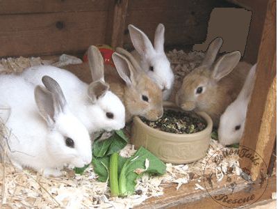 Hand Rearing? Read this before you start … The hand rearing of baby rabbits is rarely successful if you have not done it before.  Experience is essential as the technique is quite different from that needed for other species, and most babies rabbits die as a result of accidentally feeding too fast and the milk being inhaled […] Baby Rabbits, Wild Rabbit, Rabbit Eating, Wild Baby, Feeding Tube, Second Baby, Guinea Pig, Family Farm, Guinea Pigs