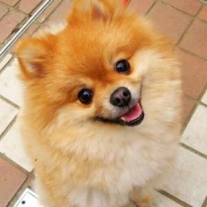 Mundo Feliz: Razas de perros ideales para departamentos o casas pequeñas Easy Pets, Cute Pomeranian, Pomeranian Puppies, Cute Animal Memes, Super Cute Animals, Fluffy Dogs, Pomeranian Dog, Pomeranian Puppy, Cute Cats And Dogs