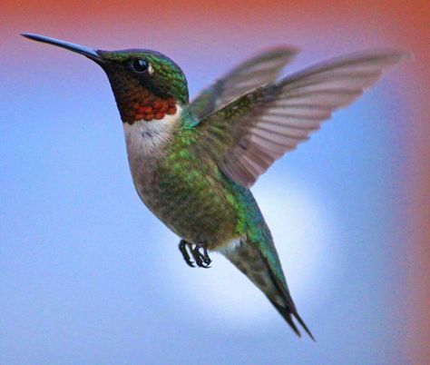 Awesome Winged Jewel! Ruby-throated Hummingbird Male. Red Throated Hummingbird, Colours Photography, Hummingbirds Photography, Hummingbird Photos, Hummingbird Moth, Hummingbird Pictures, Ruby Throated Hummingbird, Hummingbird Art, Birds Nature