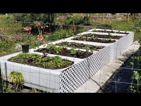 Raised bed BATHTUB gardening!!! Indestructible - inexpensive - convenient! - YouTube Bathtub Garden, Making Raised Beds, Old Bathtub, Vintage Bathtub, Fire Ants, Ground Level, Veg Garden, Raised Bed, Bathtubs