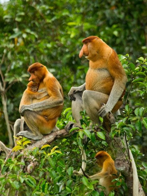 Monkey Types, Monkey Family, Bulbous Nose, Proboscis Monkey, Types Of Monkeys, Echo Chamber, Habitat Destruction, Mangrove Forest, Great Ape