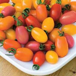 Tomato 'Rainbow Blend' F1 Hybrid Tomato Dishes, Yellow Tomatoes, Canning Tomatoes, Red Tomato, Cherry Tomato, Tomato Seeds, All Vegetables, Plum Tomatoes, Growing Tomatoes