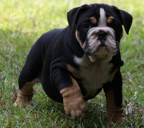 I want this baby!! So cute!! Tri Color Bulldog Chocolate Animals, Bulldogs English, Black Bulldog, English Bulldog Funny, Tattoo Dog, Dog Hotel, Bulldog Funny, English Bulldog Puppies, Old English Bulldog