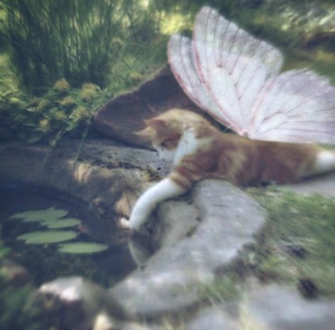 Animal Fairy Aesthetic, Fairy Kitty, People And Cats, Aesthetic Black Cat, Cute Soft Aesthetic, Fairy Cats, Fairy Pfp, Fairy Kitten, Cat Therian