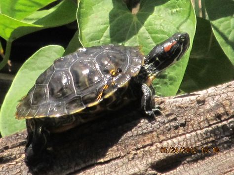 Tundra Plants, Pond Turtle, Yard Pond, Triune God, Red Eared Slider Turtle, Book Art Ideas, Cabin On The Lake, Slider Turtle, Sound Of Nature