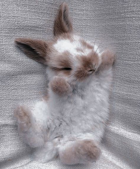 Regnul Animal, Pet Bunny Rabbits, Haiwan Comel, Cute Bunny Pictures, Haiwan Lucu, Cute Small Animals, Cute Animals Puppies, Baby Animals Pictures