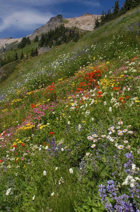 Glacier National Park Wildflowers, Appalachian Wildflowers, Pnw Wildflowers, Maine Wildflowers, Alaskan Wildflowers, Washington Wildflowers, Seattle Hikes, Oregon Wildflowers, Seattle Hiking