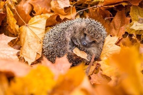 Hedgehog Nest, Hedgehog Habitat, Hedgehog Bedding, Hedgehog Care, Petting Farm, Small Animal Bedding, Hedgehog House, Nest Building, Best Bedding