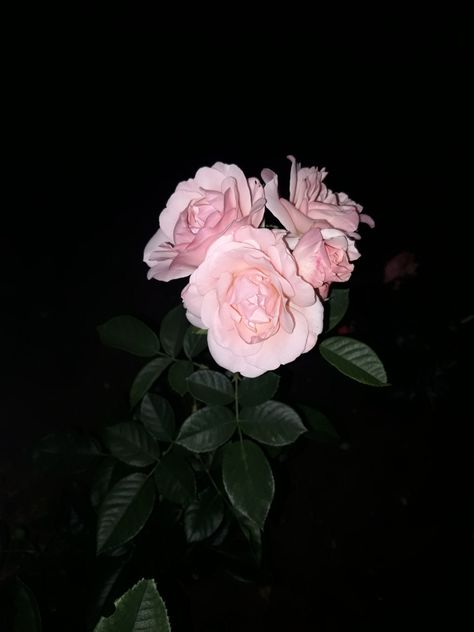 Emo Flowers, Dark Y2k Aesthetic, Black And Pink Flowers, Dark Y2k, Nothing But Flowers, Black Flowers, Cute Profile Pictures, Y2k Aesthetic, Hopeless Romantic