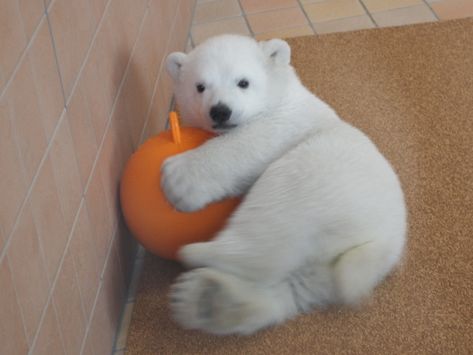 Polar Bears Cute, Polar Bear Cubs, Polar Bear Images, Baby Polar Bear, Baby Polar Bears, Cute Polar Bear, Love Bear, Silly Animals, Bear Cubs