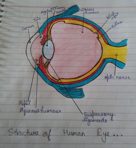 Structure Of Human Eye, Human Eye Diagram, Eye Diagram, Optic Nerve, Human Eye, Projects To Try, Humor, Human, Quick Saves