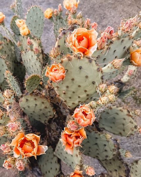 A Monthly Guide to Cactus Blooms Cactus Aesthetic, Prickly Pear Margarita, Desert Aesthetic, Pink Flower Crown, Blooming Cactus, Barrel Cactus, Cactus Types, Pear Fruit, Desert Travel