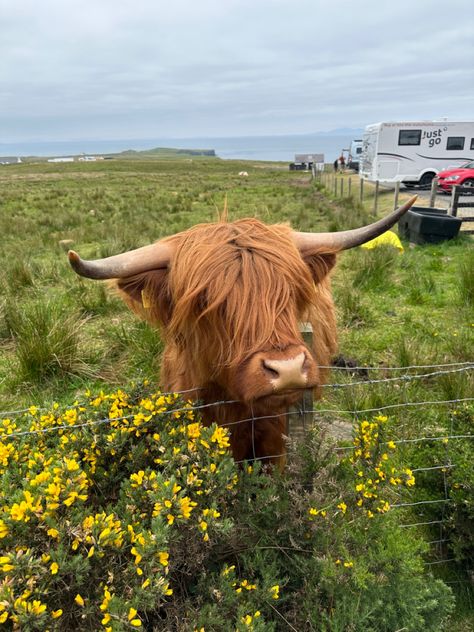 Scotland Highlands; fluffy cows; highland cows; travel Highland Cow Aesthetic, Fuzzy Cows, Cows Highland, Scottish Cows, White Highland Cow, Mini Highland Cow, Red Core, Scottish Cow