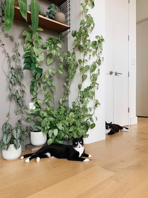 Climbing Plants Safe for Pets | Leaf and Paw Indoor Climbing Plants Ideas, Climbing House Plants, Plants Safe For Pets, Plants Safe For Dogs, Plants Safe For Cats, Indoor Vine Plants, Ivy Plant Indoor, Indoor Climbing Plants, Wall Climbing Plants