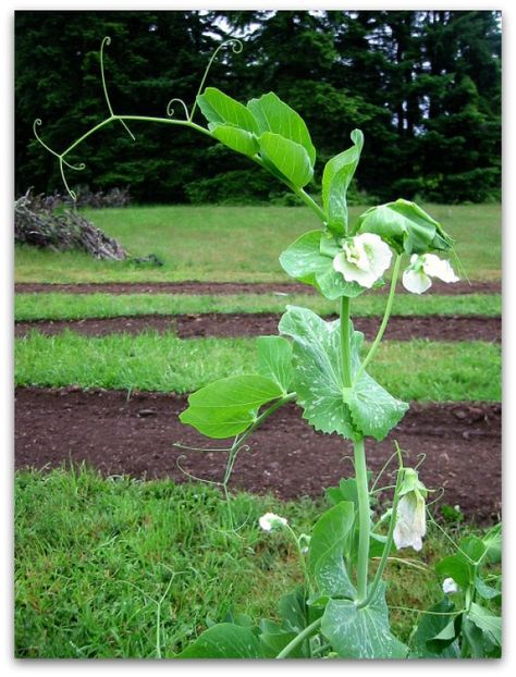 Snap Peas Garden, Sugar Snap Pea, Snap Pea, Pea Plant, Vashon Island, Photo Drop, Green Veggies, Vine Tattoos, Seed Catalogs