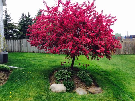 Flowering crab apple tree Flowering Crabapple Tree, Entryway Garden, Crab Apple Tree, Flowering Crabapple, Garden 2023, Crabapple Tree, Blooming Trees, Crab Apple, Home Landscaping