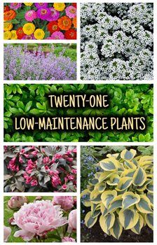 Low Maintenance Garden Plants, Perennial Bushes, Licorice Plant, Low Maintenance Shrubs, Hydrangea Not Blooming, Low Maintenance Landscaping, Garden Shrubs, Easy Care Plants, Ground Cover Plants