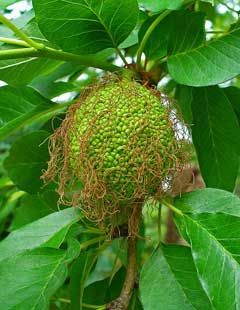 Maclura Pomifera, The Palouse, Northern Idaho, Tree Growing, Plants Are Friends, Zone 5, Clay Soil, Deciduous Trees, Tree Leaves