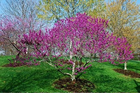 Texas Redbud Texas Redbud, Texas Trees, Native Landscaping, Cercis Canadensis, Texas Landscaping, Texas Plants, Texas Native Plants, Front Yard Plants, Drought Tolerant Perennials