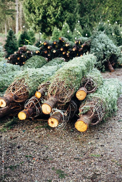 tree hunting Tree Farm Aesthetic, Tree Net, Putz Village, Christmas Trees For Sale, Winter Christmas Tree, Christmas Greens, Christmas Tree Lots, Whispering Pines, Christmas Tree Sale