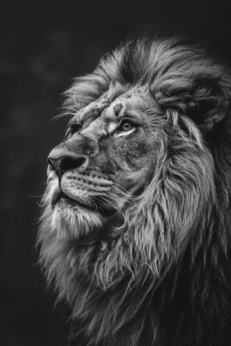 The image shows a majestic lion staring off into the distance. Its eyes are narrowed and its ears are perked up, suggesting that it is alert and aware of its surroundings ->> more details in ai-img-gen.com Lion In Black Background, Lion Profile Picture, Black And White Animal Photography Wildlife, Snow Leapords, Staring Off Into The Distance, Lion Roaring, Lion Photo, Lion Art Tattoo, Lion Eyes