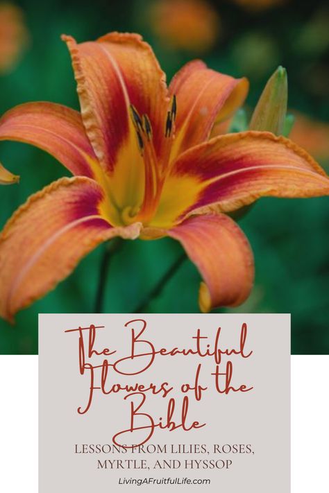 🌼 Unlock the spiritual wisdom of flowers with our article on the lessons from Lilies, Roses, Myrtle, and Hyssop mentioned in the Bible. Discover their symbolism and relevance to your life. 🌸 #BibleFlowers #SpiritualWisdom #FloralSymbolism Flowers In The Bible, Myrtle Flower, Lilies Of The Field, Book Of Matthew, Myrtle Tree, Spiritual Truth, Learning To Let Go, Song Of Solomon, Bible Devotions