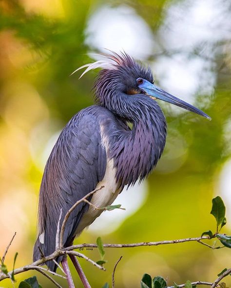 Cool pic and colors💜 Birds In Nature, Bird Identification, Big Birds, Amazing Birds, Manatees, Herons, Endangered Animals, Animal References, Nature Birds