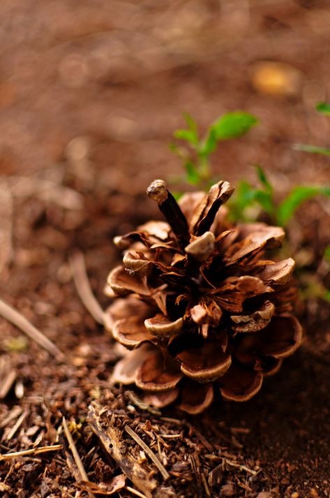 Pine Cones Aesthetic, Pine Cone Photography, Pine Cone Aesthetic, L Wallpaper, Photography Aesthetic, Life Is Strange, Brown Aesthetic, Back To Nature, Autumn Aesthetic