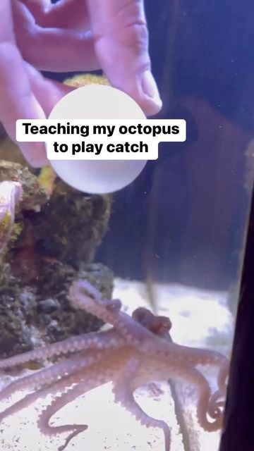 Octopus Pet Tank, Pet Octopus Aquarium, Octopus Videos, Jellyfish Tank Aquarium, Octopus Aquarium, Octopus Gif, Pet Octopus, Octopus Tank, Pet Jellyfish