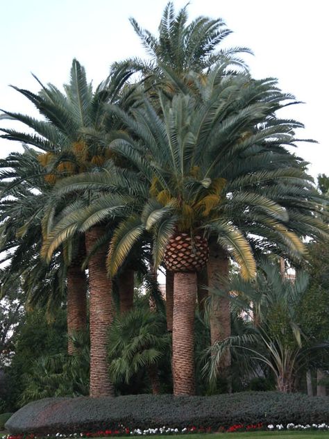 Mexican Palm Tree, Mexican Fan Palm Tree, Caryota Palm, Guava Plant, Texas Trees, Mexican Palm, El Dorado Seaside Palms, Canary Island Date Palm, Palm Tree Plant