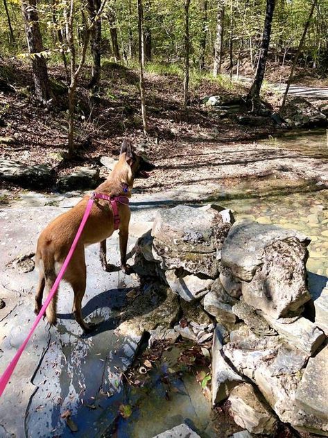 hike with your dog in Oklahoma at Friends Trail Loop in Beavers Bend State Park. Beavers Bend State Park, Beavers Bend, Hiking Dogs, All 50 States, Swimming Holes, 50 States, National Forest, Four Legged, Hiking Trails