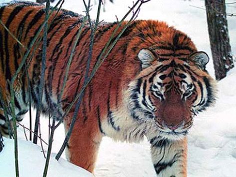 fauna da Rússia - tigre de Amur ou tigre siberiano Tiger Pictures, Feline, Books Wattpad, Wattpad, Books, Animals