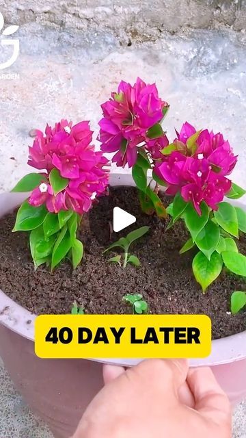 Oldgarden Official on Instagram: "Effective method of growing bougainvillea🥇#oldgarden #oldkitchen #oldgardenshop #kitchen #kitchenhacks" Growing Bougainvillea, Flower Planting Guide, Garden Design Pictures, Potted Plants Outdoor, Plant Hacks, Balcony Plants, Growing Plants Indoors, Growing Roses, Propagating Plants