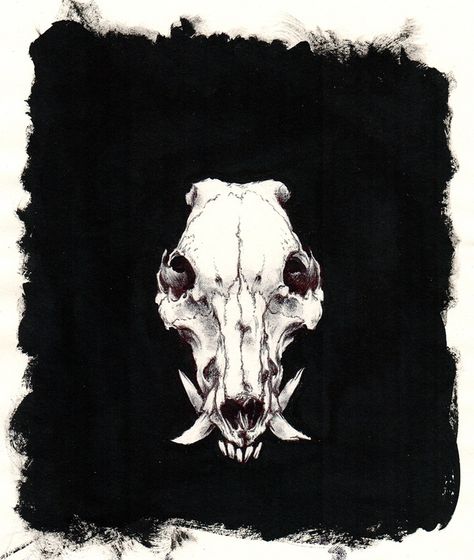 Image of Boar skull Boar Skull Drawing, Wild Boar Tattoo Design, Pig Skull Drawing, Boar Skull Tattoo, Hog Skull, Jeremy Hush, Boar Skull, Pig Skull, Skull Study