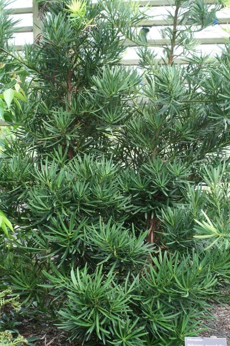 Podocarpus Hedge, Podocarpus Macrophyllus, Trees For Front Yard, Tree Seedlings, Backyard Plants, Tree Care, Hardy Plants, Plant Cuttings, Evergreen Shrubs