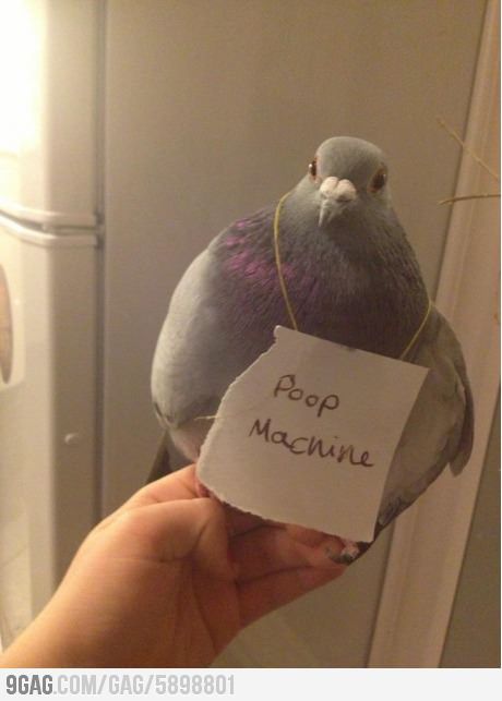 I am so immature, because that is freakinnn hilarious. XD - Montana Pigeon Png, Pigeon Drawing, Pet Pigeon, Cute Pigeon, Animal Shaming, Animale Rare, Funny Birds, Silly Animals, Cute Birds