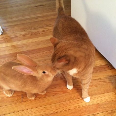 Giant Rabbit, Flemish Giant, Brother From Another Mother, Unlikely Friends, Ginger Cat, Good Buddy, Ginger Cats, Cat Aesthetic