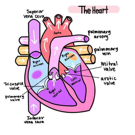 Biology Heart Aesthetic, Heart Diagram Aesthetic Notes, Aesthetic Biology Diagrams, Heart Biology Aesthetic, Heart Diagram Drawing Aesthetic, Heart Drawing Biology, Biology Diagrams Aesthetic, Heart Diagram Aesthetic, Heart Labelled Diagram