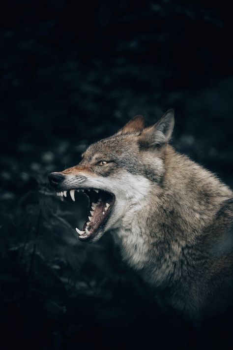 wolf with open mouth photo – Free Image on Unsplash Cut Out People, Expensive Art, Wolf Images, Wolf Wallpaper, Wolf Pictures, River Falls, Open Mouth, Sit Back And Relax, Learn To Paint