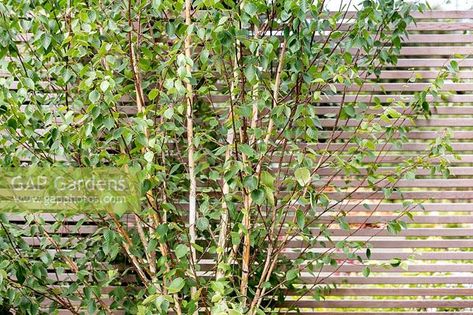 Betula utilis jacquemontii - Himalayan birch - multi-stemmed tree against a cedar battened trellis fence Betula Utilis, Cedar Trellis, Purple Perennials, Trellis Fence, Plant Photography, Cypress Trees, Silver Birch, Back Gardens, Garden Features