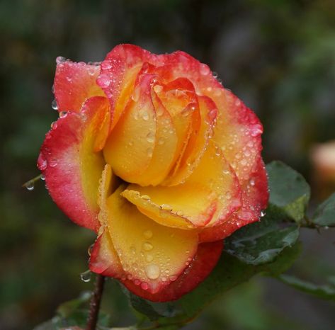 Yellow Roses with red tips signify starting to fall in love, as well as friendship. Colors And Meanings, Friendship Rose, Red And Yellow Roses, Red Tips, Rose Colors, Types Of Roses, Rose Images, Growing Roses, Nature Plants