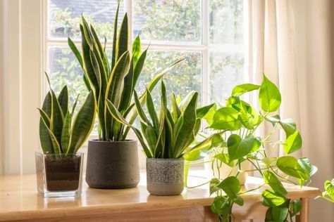 26 Plants That Are Perfect for Your Windowsill دورة حياة النبات, Snake Plant Varieties, Snake Plant Care, Types Of Snake, Sansevieria Plant, Lucky Plant, Sansevieria Trifasciata, نباتات منزلية, Ficus Elastica