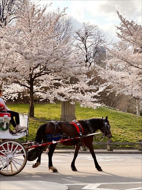 Ramp up the romance and magic on your trip to NYC with a carriage ride around Central Park. Carriage Ride Aesthetic, Carriage Aesthetic, Central Park Aesthetic, Park Aesthetic, Carriage Ride, Trip To Nyc, Central Park Nyc, Christmas Horses, Horse Carriage