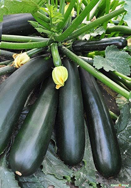 Bread Zucchini, Growing Zucchini, Recipe Zucchini, Recipes Zucchini, Zucchini Recipes Healthy, Zucchini Plants, Zucchini Banana Bread, Squash Plant, Zucchini Bread Recipe