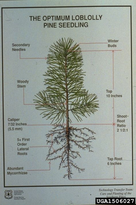 Image 1506027 is of loblolly pine (Pinus taeda ) seedling(s). It is by USDA Forest Service - Region 8 - Southern  at USDA Forest Service. Art - Loblolly Pine, Biology Plants, Pictures Of Insects, Nature Education, Southern Pine, Forest Service, Tree Farms, All About Plants, Pine Trees